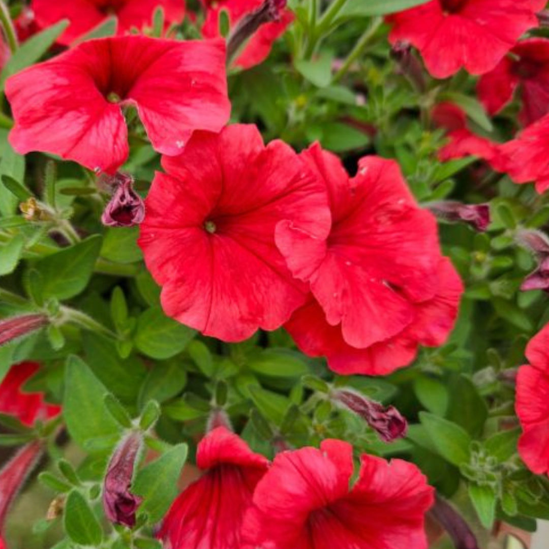 Supertunia Mini Vista Coral.png