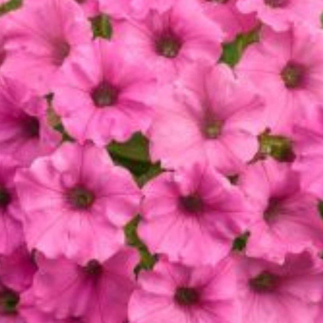 Supertunia Vista 'Hot Pink'.png
