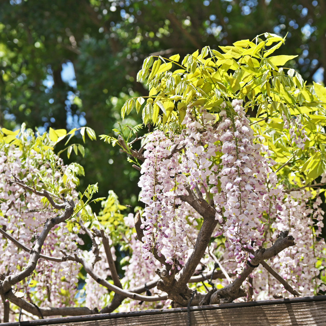 _Wisteria floribunda Shiro-noda.png