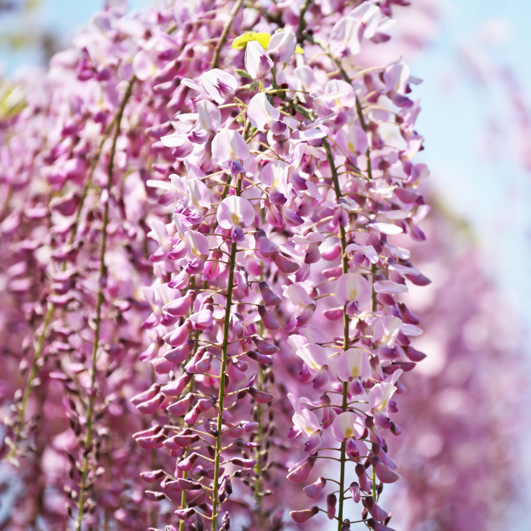 Wisteria floribunda Honbeni C2 60-100 cm.png