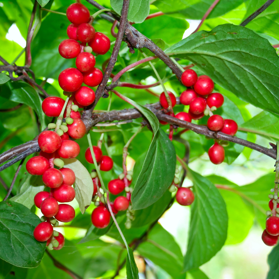 _Cytryniec chiński Schisandra chinensis.png
