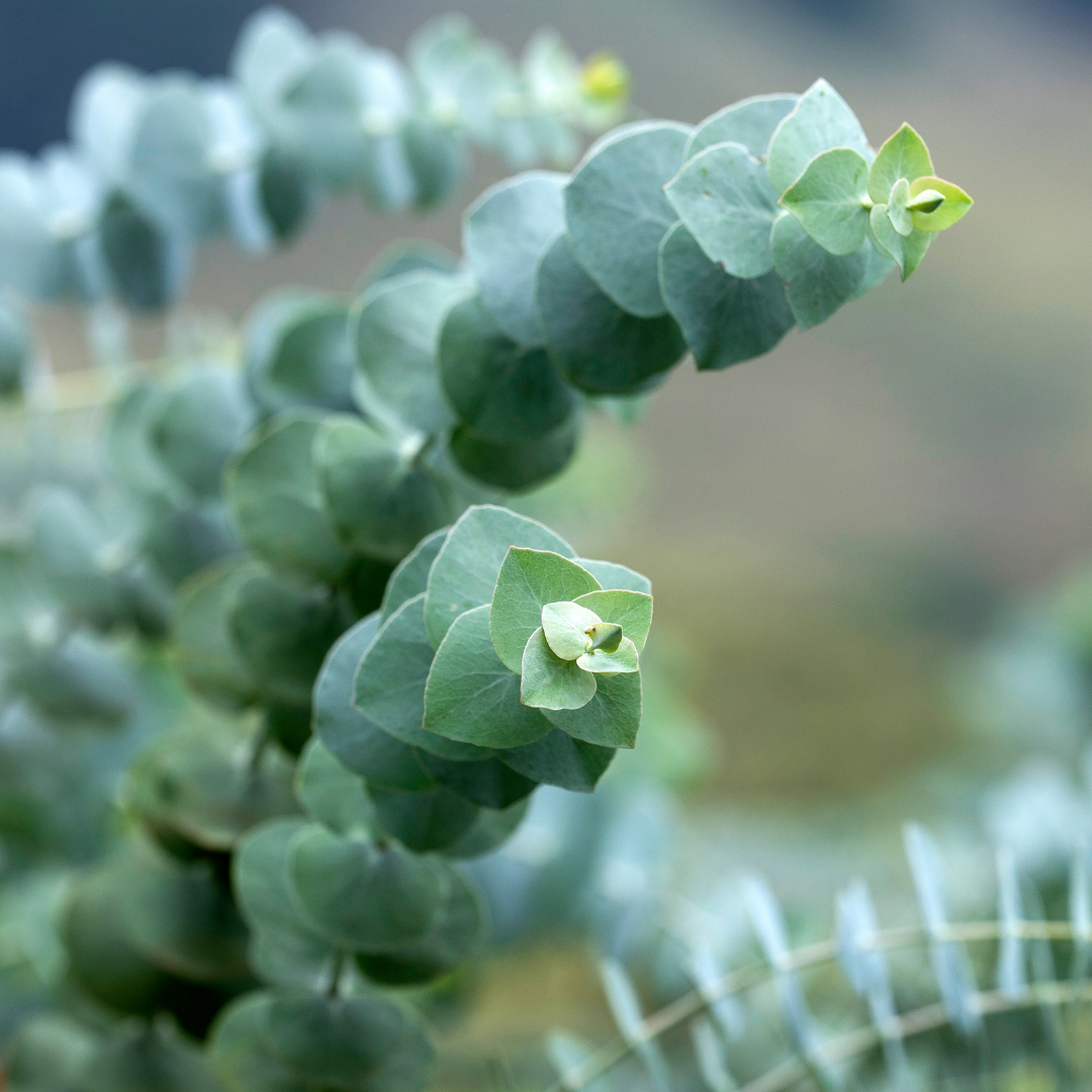 Eukaliptus Baby Eucalyptus pulverulenta Baby Blue.png