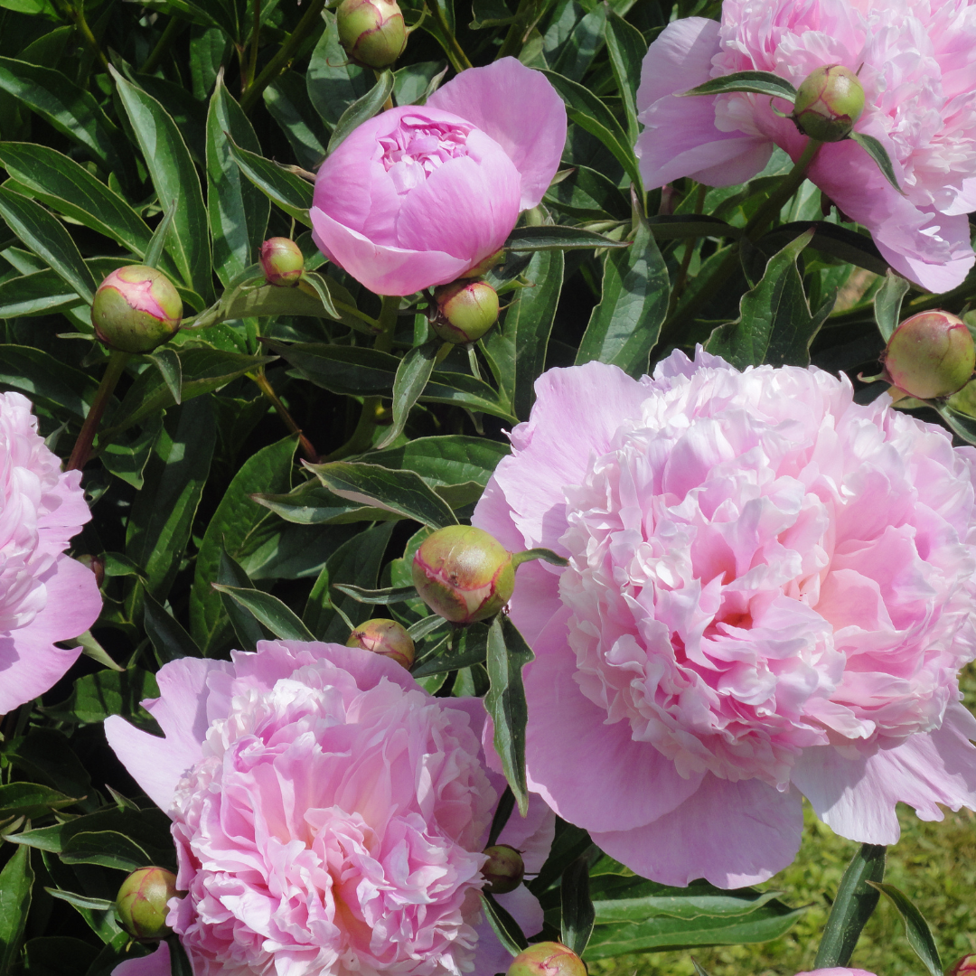 Paeonia 'Sarah Bernhardt' .png