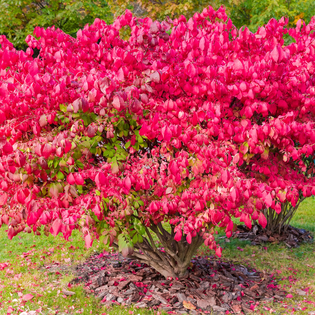 Euonymus alatus.png