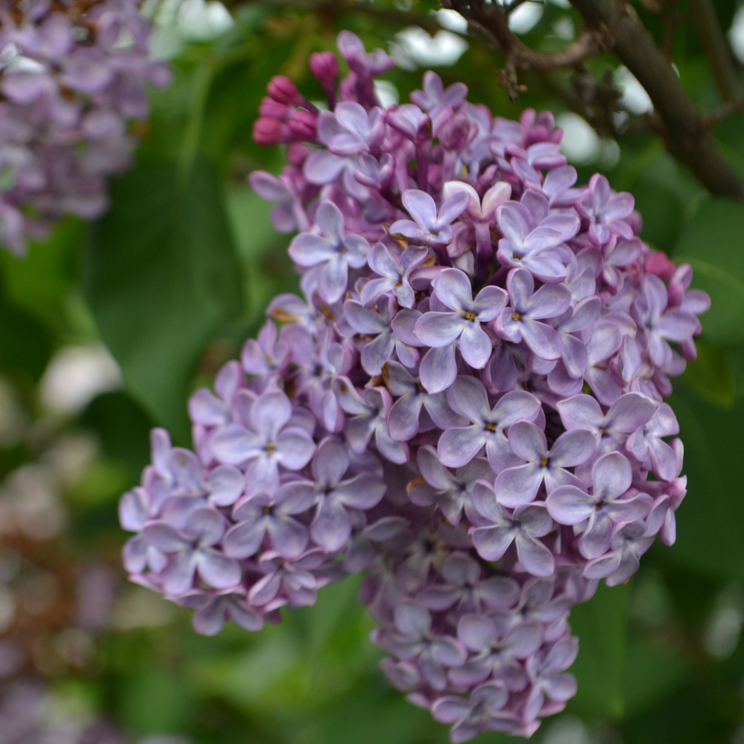 Wisteria Amethyst.png