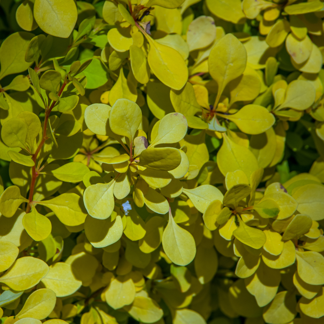 Berberys Golden Rocket.png