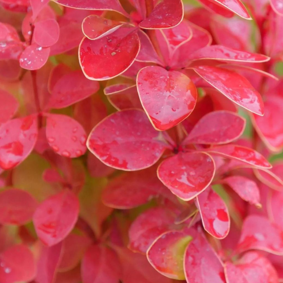 Berberys Orange Pilar.png