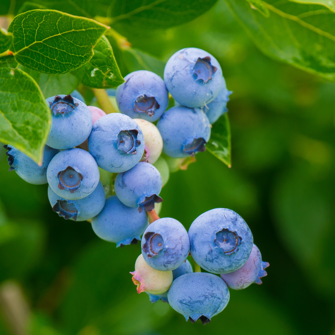 Borówka Amerykańska Bluecropr.png