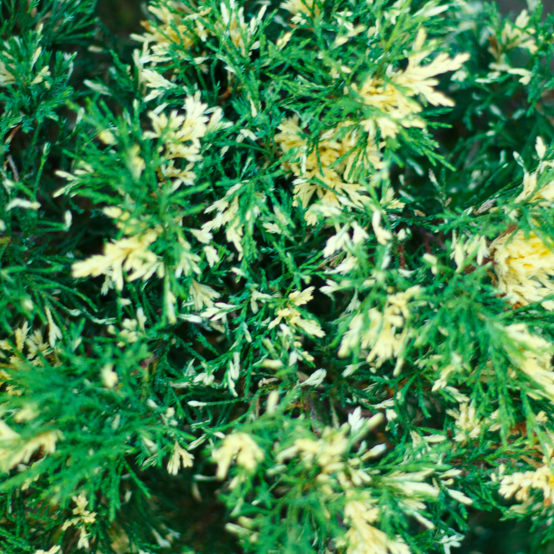 jałowiec 'Arnold Variegata'.png