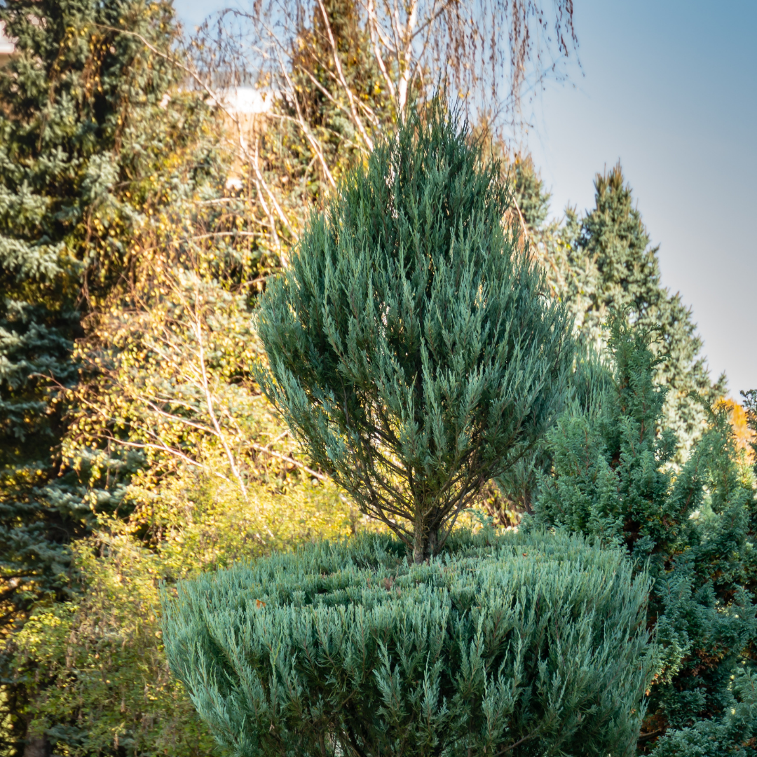 Jałowiec Skyrocket'.png