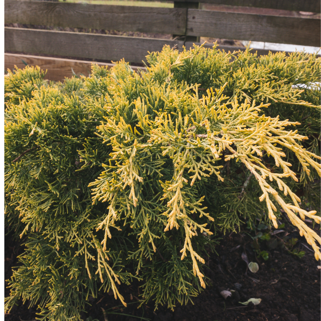 Juniperus chinensis 'Spartan'.png