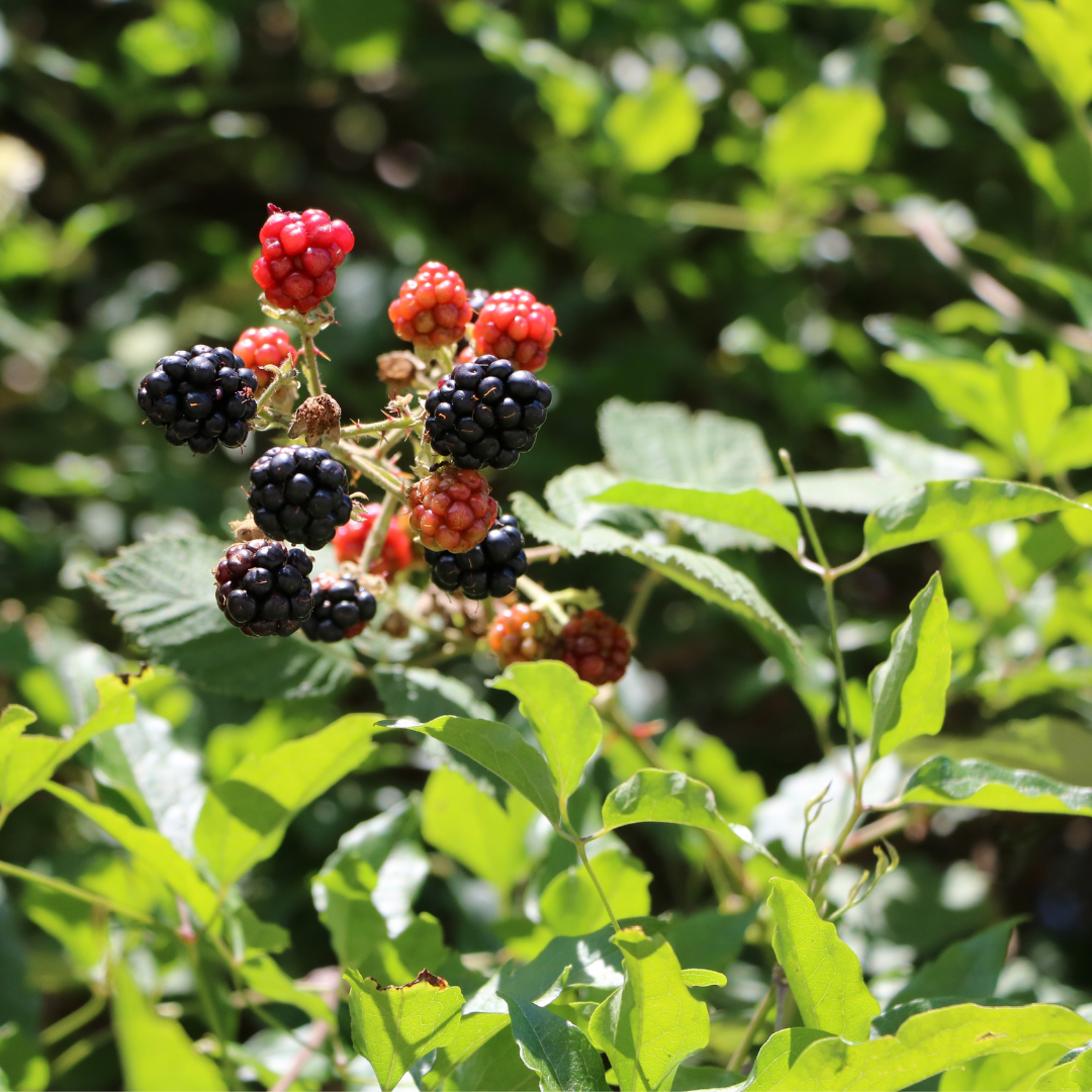 Jeżyna bezkolcowa.png