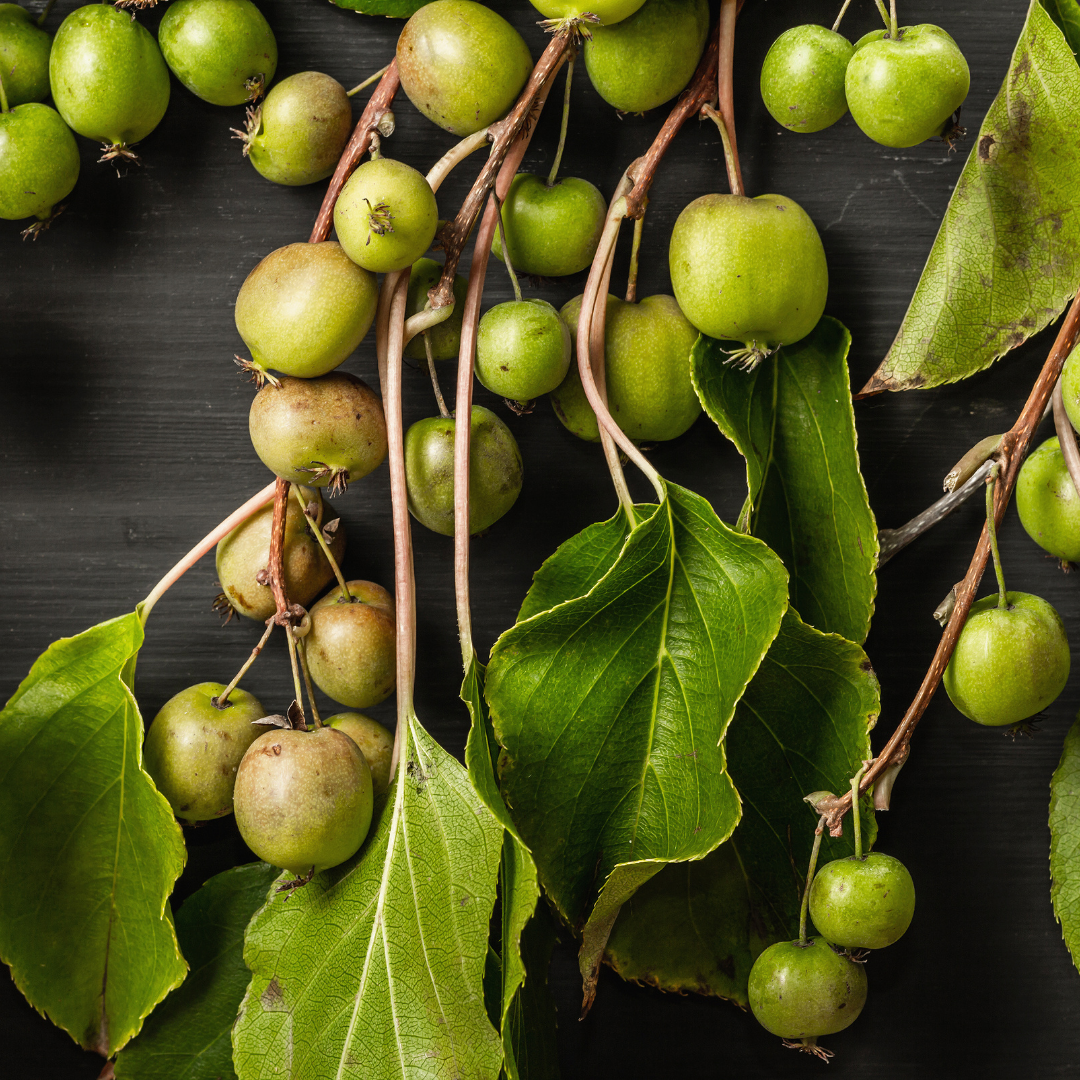 Kiwi małe Actinidia.png
