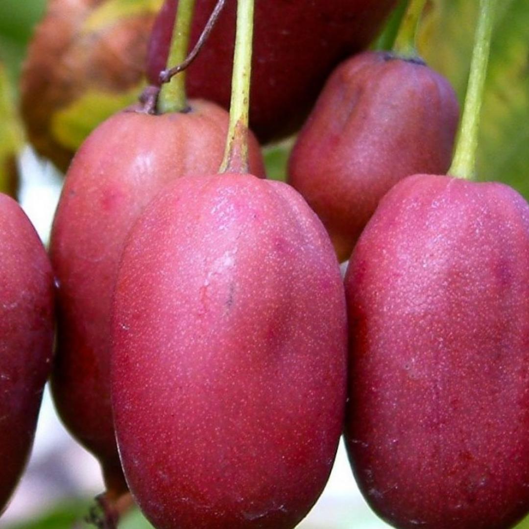 Actinidia  'Hardy Red'.png