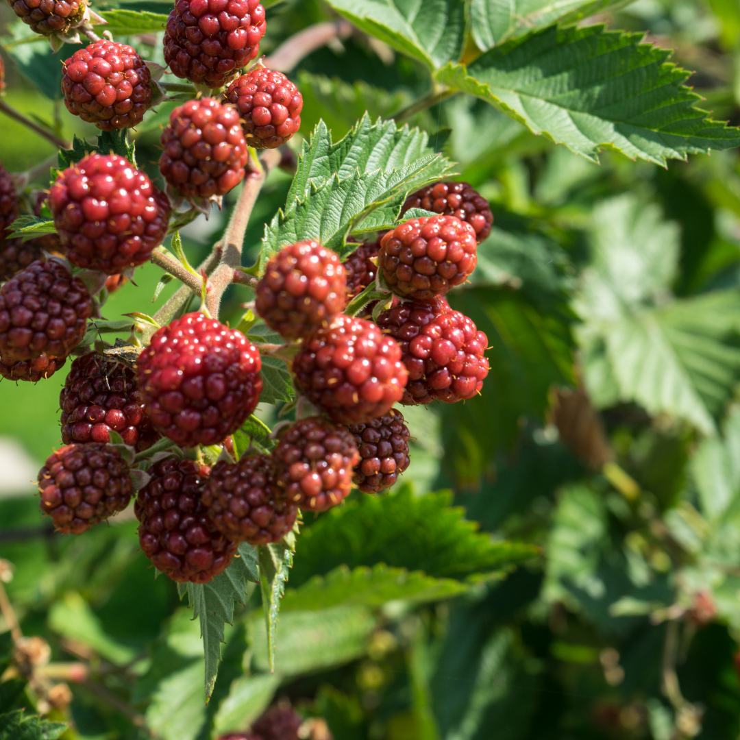 Rubus idaeus 'Beskid'.png