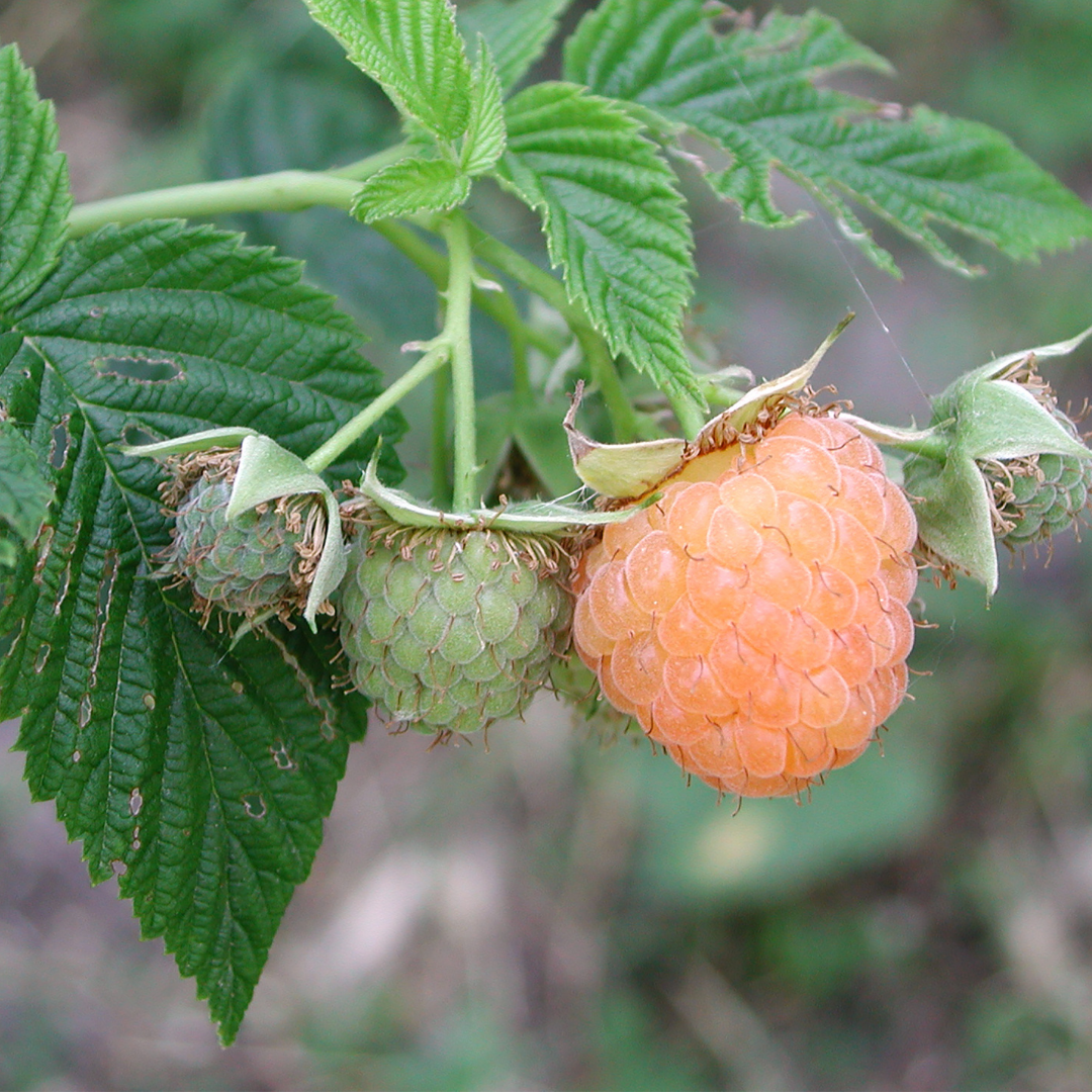 Rubus idaeus 'Jantor'.png