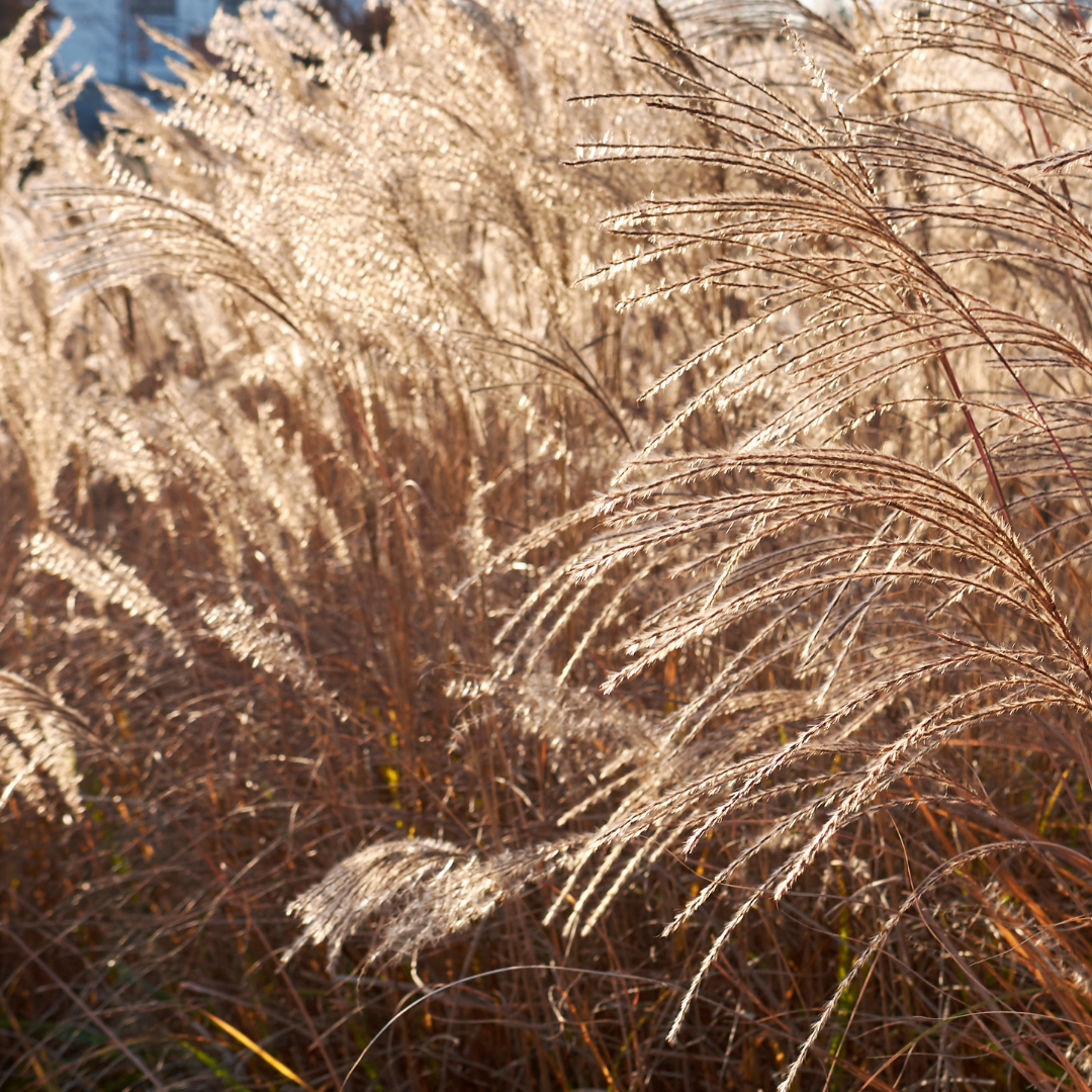 Miscanthus sinensis 'Hermann Mussel'.png