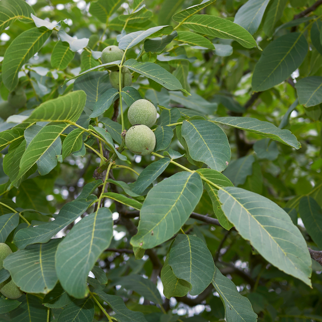 Juglans regia.png