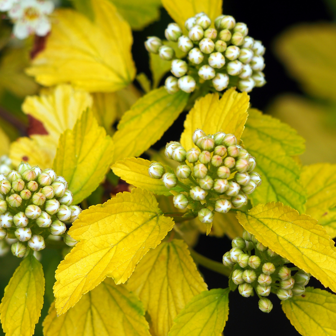 Physocarpus opulifolius 'Nugget'.png