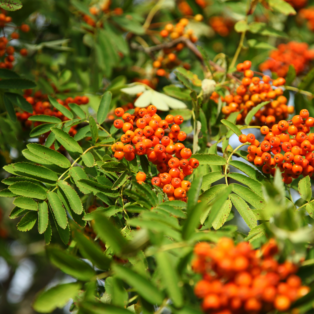 Hippophae rhamnoides 'Friesdorfer Orange'.png